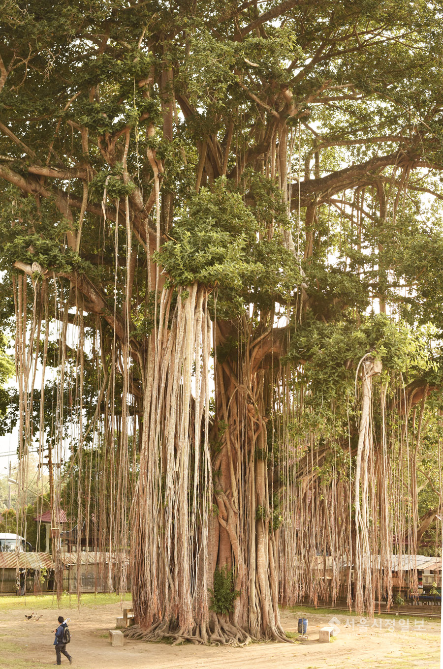 ▲ 400년이나 된 반얀트리, 문듯사원에서 첫 대면은 이 나무가 반긴다. 참 신기하게도 저 위, 가지에서 뿌리를 내리면 비로소 땅에 닿는 다는 것을 어찌 알아 챘을까?