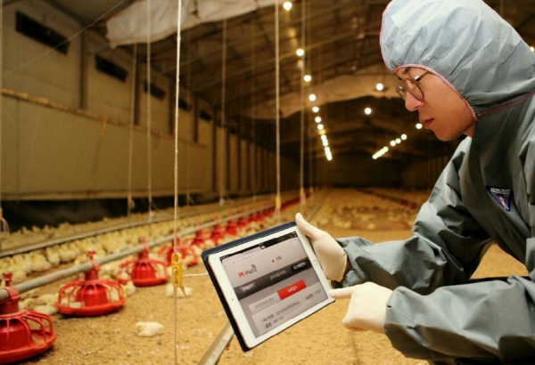 하림 닭사육 농장 관리자가 모바일 기기를 이용해 일일 폐사율을 입력하고 있다.  / 사진 : 하림