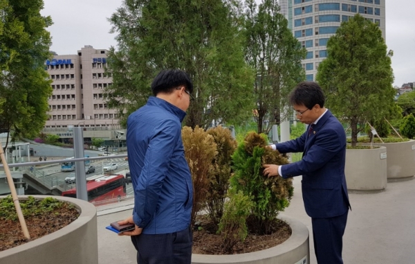 김광수 시의원이 "서울로 7017"의 죽어가는 화분의 나무를 살표보고 있다.