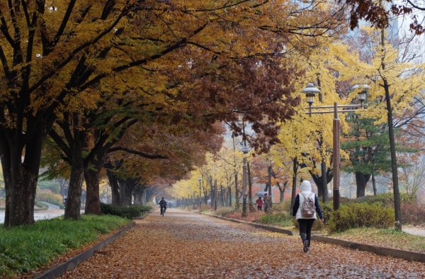 만추 낙엽을 밟으며. 보라매공원 촬영 김강녹씨