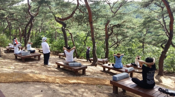 서울 남산 소나무숲 힐링