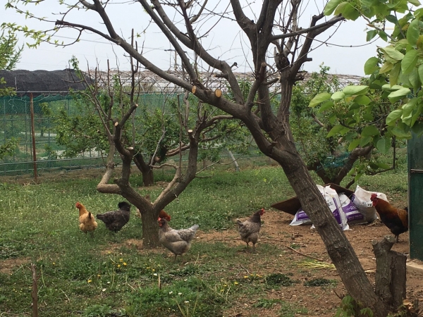 철조망 안에서 자연 방사되어 자라는 닭은 최고급 단백질 공급원인 달걀을 선물한다.