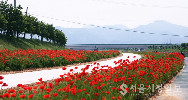 광양읍 동천과 서천 아름다운 양귀비 꽃물결