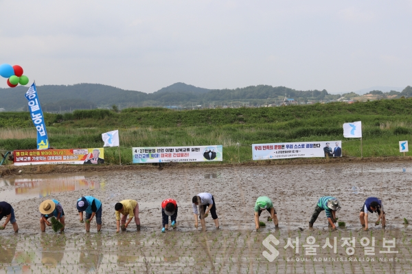 2019. 6.15일 통일쌀 모내기작업