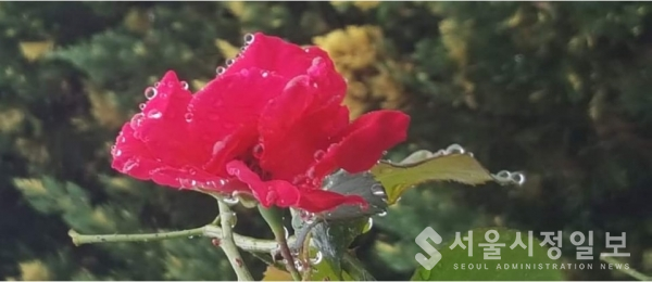 박혜범 작가의 사진 촬영에서 오늘의 장미 사진의 중요한 점은 장미꽃에 맺힌 이슬비이다. 아름다운 인생도 눈물없이는 살 수없는 인생이다. 지금이 천국이고 극락이며 기쁨이며 즐거움이며 행복이다.