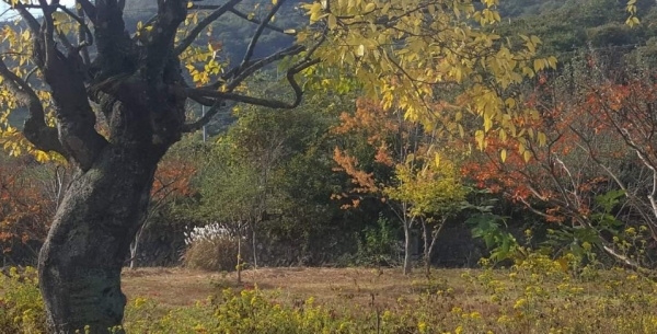 섬진강 비룡대(飛龍臺) 하늘마당의 가을풍경