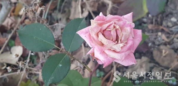 사진설명 : 한겨울 찬바람에 고운 자태를 잃지 않고 있는 뜰에 핀 한 송이 아름다운 분홍 장미꽃이다.