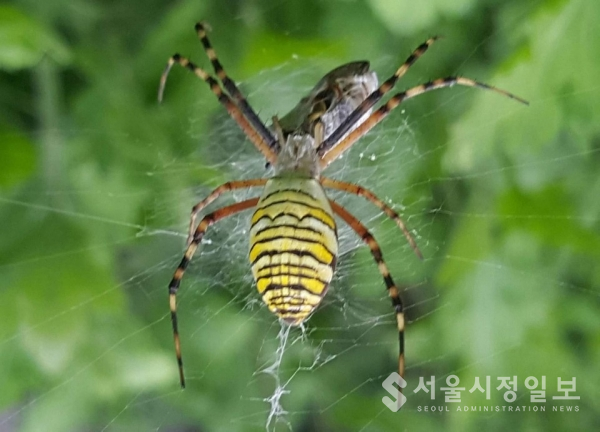 사진 설명 : 거미줄에 걸린 먹이를 즐기는 거미의 모습이다.