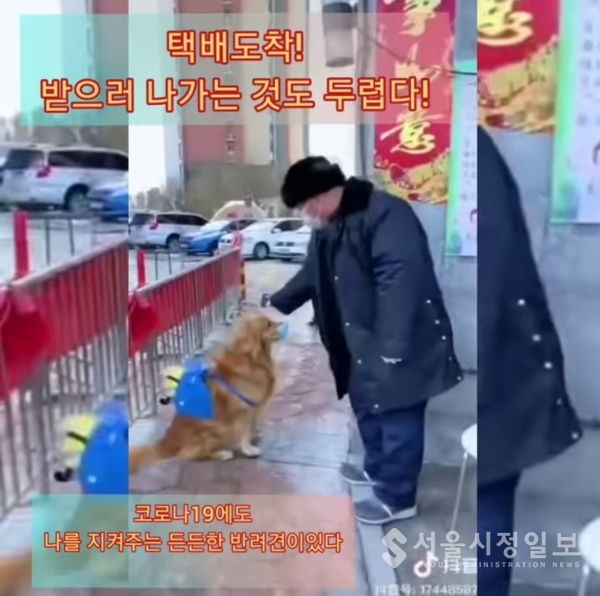 우한에서 보내오는 유튜브 캡쳐 사진 슬픔에서 웃자고하는 합니다. 택배 배송의 임무를 맡은 개가 열체크를 하고있다.최근 우한에서는 애완견 길고양이들이 폐사하는 일들이 다수 발생하고 있다. 이는 인체뿐만 아니라 동물들에게도 감염이 되는 것으로 추정하고 있다.