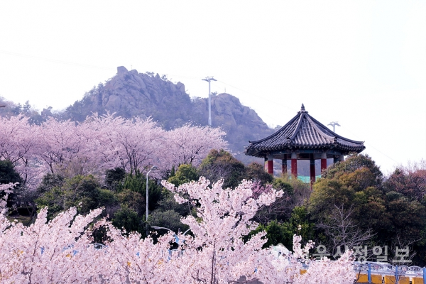 목포시, 유달산 봄 축제 전면 취소..코로나19 차단에 집중 (유달산 봄 풍경)