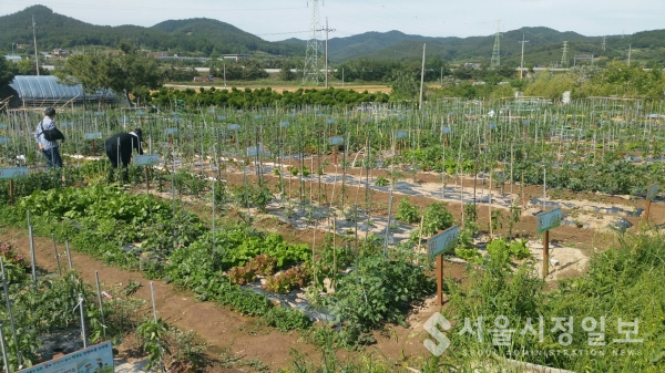 2020 전원마을 삼향동 주말농장 2일 개장 (2019 주말농장 모습)