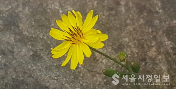 사진 설명 : “헌신”이라는 꽃말을 가진 씀바귀 꽃이다.
