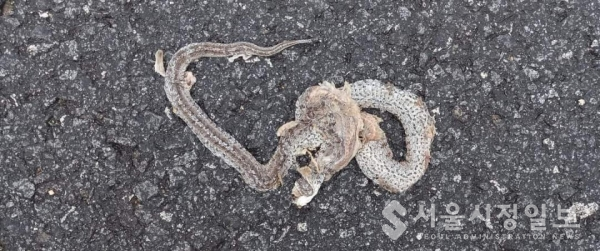 사진 설명 : 강변도로에서 로드킬로 죽은 뱀의 사체가 그럴싸한 작품이 되었다.