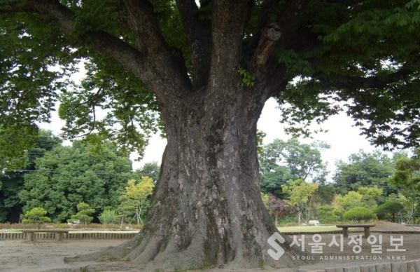 사진 설명 : 수 백 년을 살아 마을을 지키며 사람들의 쉼터가 되고 있는 당산나무