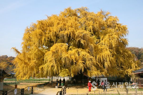 800년 역사 남동구 장수동 은행나무