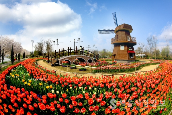 네덜란드 정원(튤립)