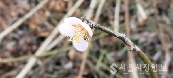 사진 설명 : 세상의 봄을 알리고 있는 한 송이 매화꽃이다.
