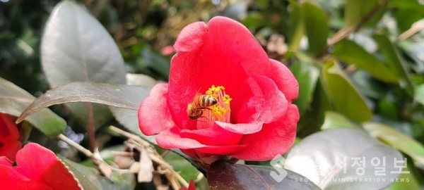 사진 설명 : 봄볕에 스스로 핀 섬진강 동백꽃과 부지런히 꿀을 따고 있는 꿀벌의 모습이다.