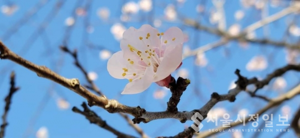 사진 설명 : 아름다운 봄날 오후 아름답게 만개한 아름다운 살구꽃이다.
