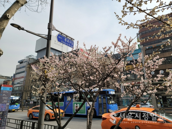서울 종로에 핀 벚꽃