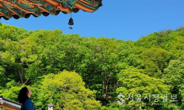 사진 설명 : 오월 푸른 옥 같은 하늘 청산 맑은 풍경소리에 매료된 미인의 모습이다.