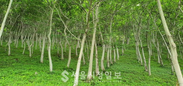 수백 년 산다는 푸조나무