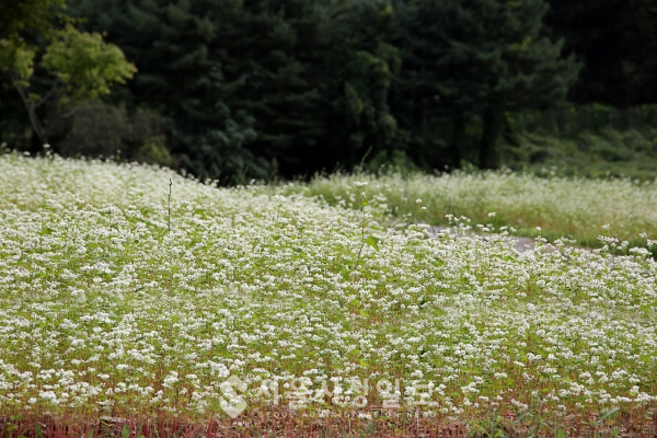 서울대공원 야구장에 소금 흩뿌린 듯 순백의 메밀꽃 만개‘