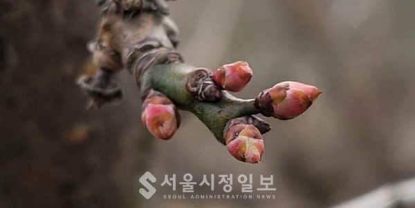 사진 설명 : 명년 3월 꽃을 피울 봄을 기다리며 엄동설한을 견디고 있는 섬진강 강변의 매화 꽃봉오리다