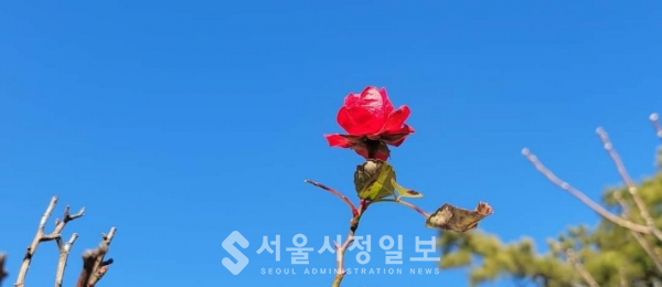사진 설명 : 엄동설한을 이기고, 푸른 하늘에 당당하게 핀 섬진강 붉은 장미꽃이다.