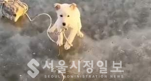 사진 설명 : 개만도 못한 사람이, 돌덩이에 묶어 얼어붙은 강물에 버린 강아지다.