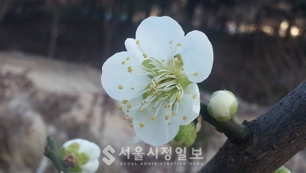 사진 설명 : 엄동설한의 겨울을 견디며 새봄을 기다리는 사람들의 꿈이고 희망인 맑고 깨끗한 매화꽃이다