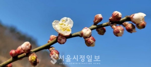 사진 설명 : 올봄에 처음 피고 있는 섬진강 매화꽃이다.