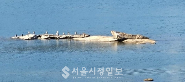 사진 설명 : 쉬고 있는 섬진강 새들의 모습이다.