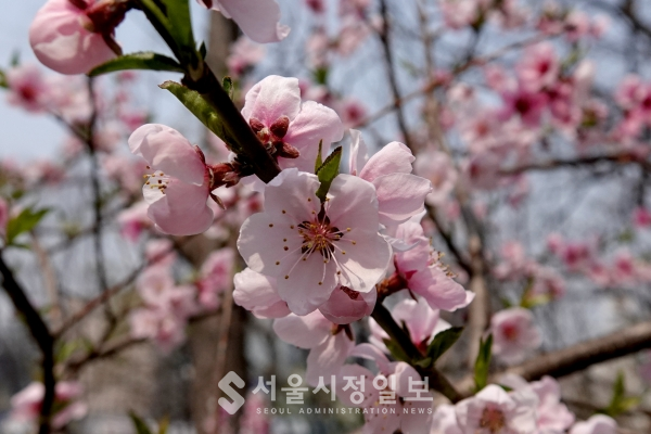 서울의 공원 속 봄 꽃, 알고보면 더 예뻐요