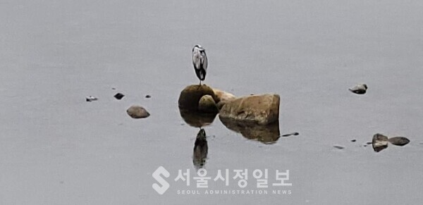 사진 설명 : 아침이 오는 섬진강에서 오늘도 살아야 할 하루를 생각하고 있는 물새 한 마리의 모습이다.