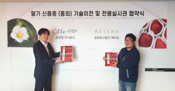 ▲ 올레팜이 전용실시권 설정계약을 체결한 신품종 딸기 ‘홍희’
