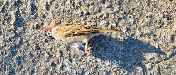 사진 설명 : 죽어버린 참새에게 봄은 아무런 의미가 없다