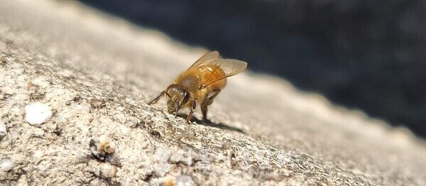 사진 설명 : 신파극의 주인공 꿀벌이 배수로 콘크리트 벽을 힘겹게 기어오르고 있는 장면이다