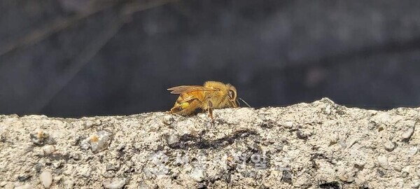 사진 설명 : 며칠 전 촬영한 신파극의 주인공 한 마리 꿀벌이 강변 배수로 콘크리트 벽을 기어가고 있는 장면이다