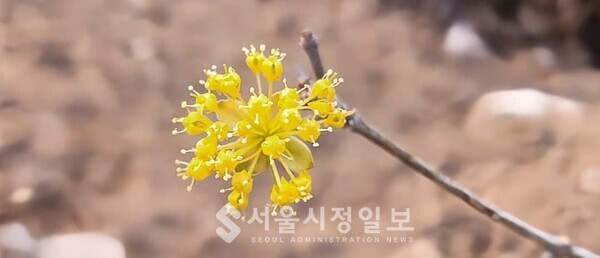 사진 설명 : 구례읍 봉산에서 촌부가 공들여 살려낸 한 그루 산수유나무가 피우고 있는 한 송이 꽃이다.