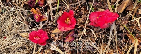 사진 설명 : 비 개인 봄날 오후 모가지로 떨어진 봉산의 동백꽃들이다