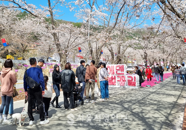 에덴벚꽃길 벚꽃축제 핑크로드 사진