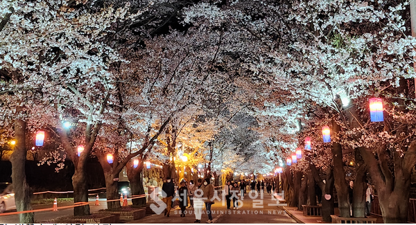 에덴벚꽃길 벚꽃축제 야경 사진