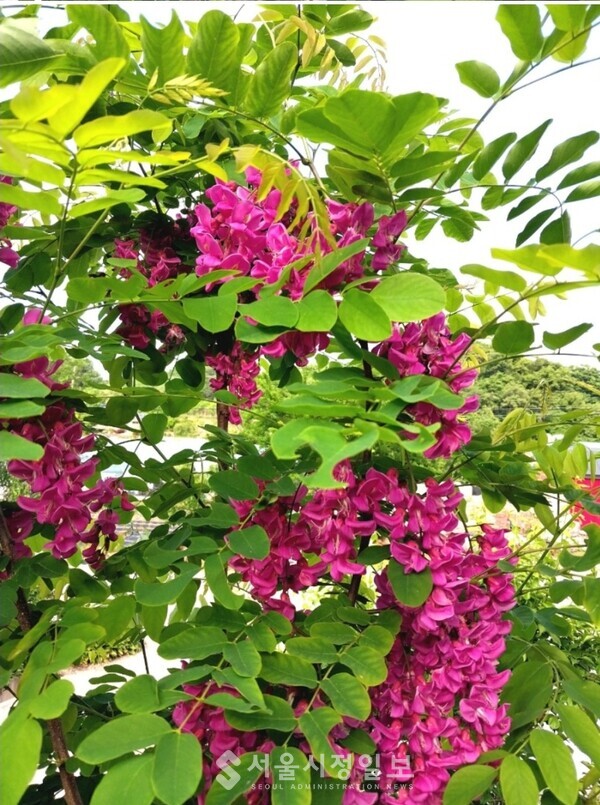 보라색꽃 아카시아나무