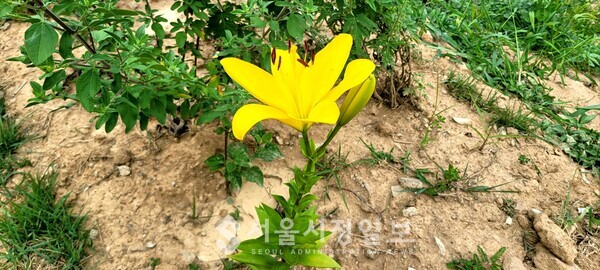 사진 설명 : 오늘 처음 핀 노랑 백합꽃이다.