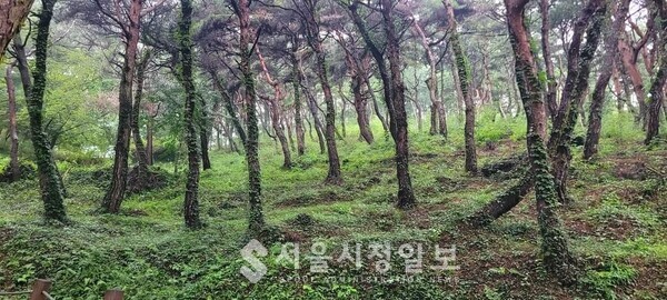 사진 설명 : 구례읍 봉산 송림 숲이다.