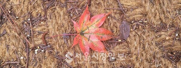 사진 설명 : 가을비에 스스로 붉은색을 드러내고 떨어진 한 잎 낙엽이 많은 생각을 하게 한다.