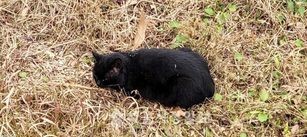 사진 설명 : 먹이를 사냥하기 위해 속임수로 눈을 감고 풀밭에 엎드려 있는 음흉한 검은 고양이다.