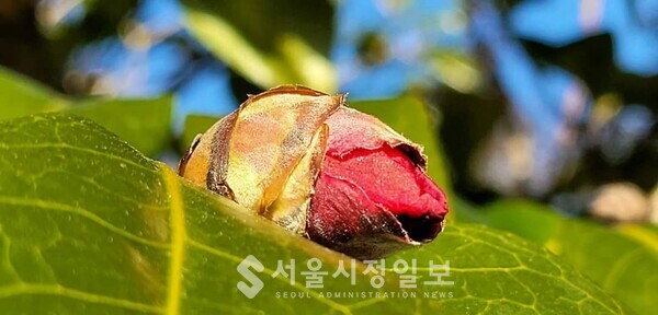 사진 설명 : 봉산 붉은 동백꽃 봉오리다