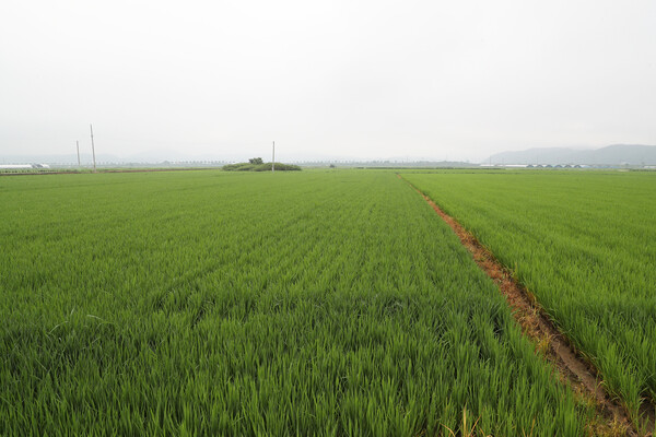 안동시, 쌀 적정생산량을 위한 다양한 사업추진(사진=안동시청 제공)
